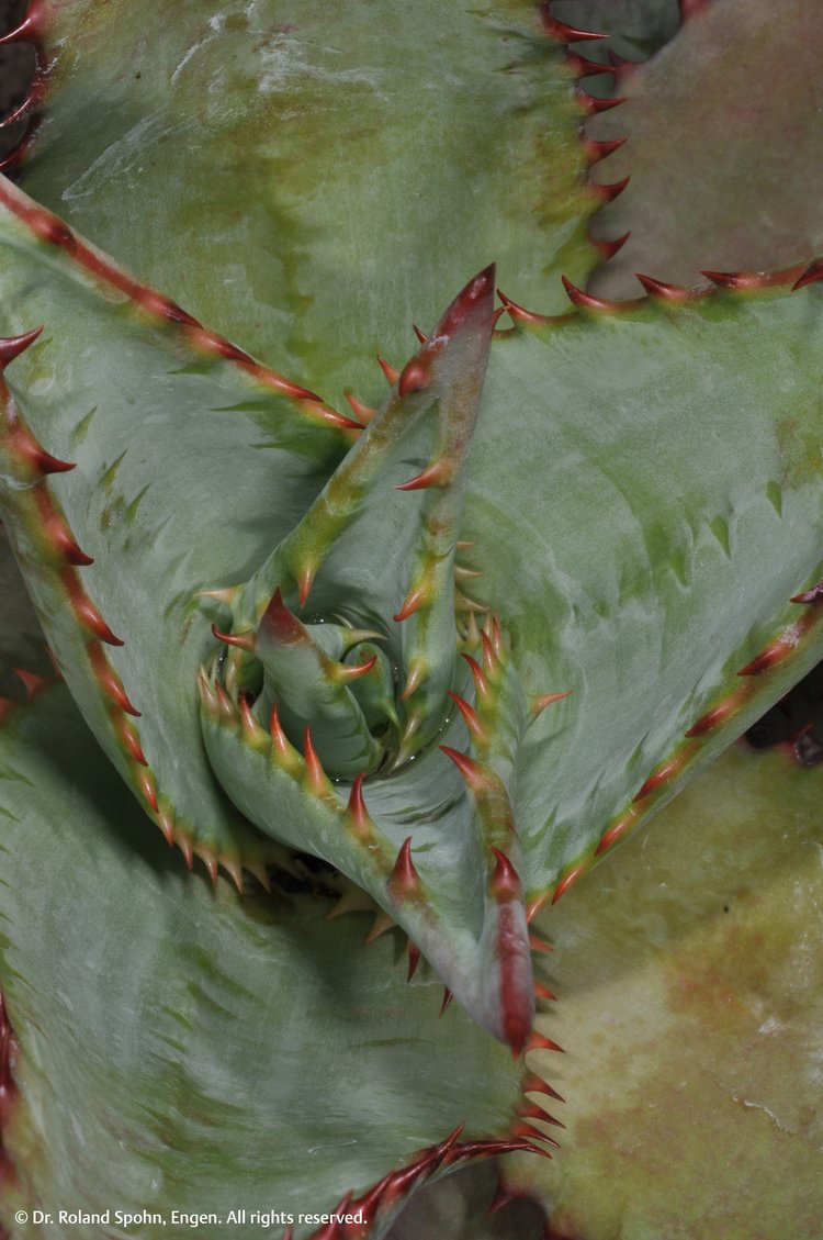 Aloe socotrina (Aloe)