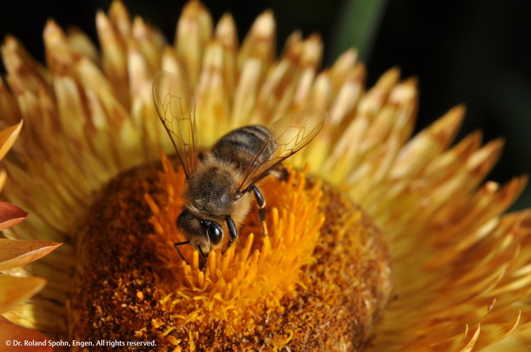 Apis mellifica (Apis.)