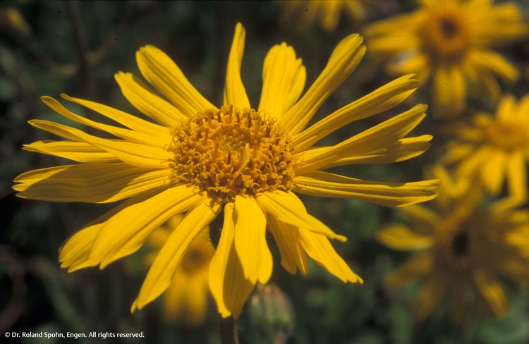 Arnica montana (Arn.)