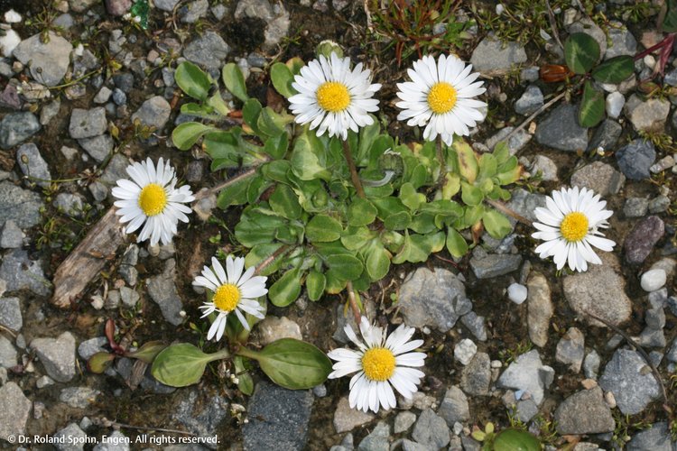 Bellis perennis (Bell-p.)