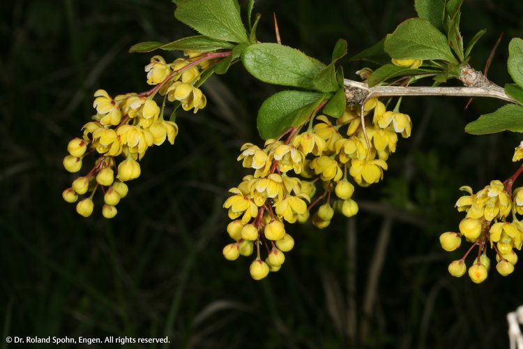 Berberis vulgaris (Berb.)