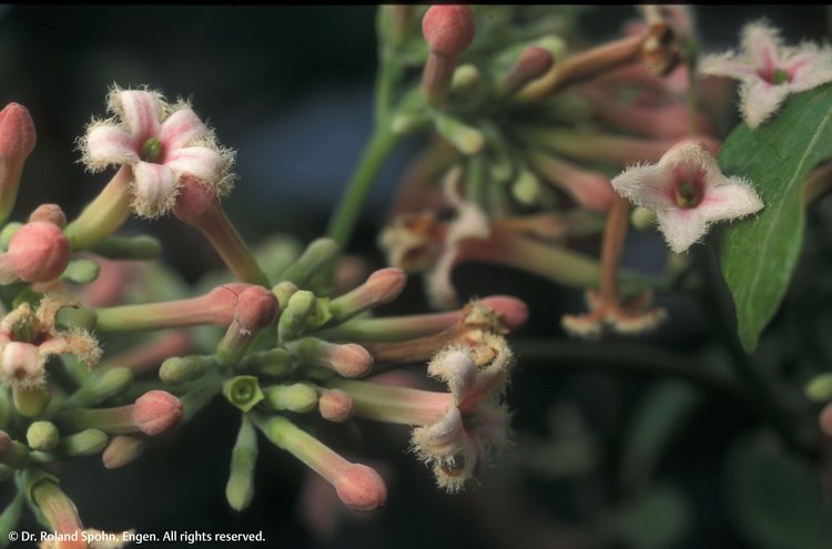 China officinalis (Chin.)