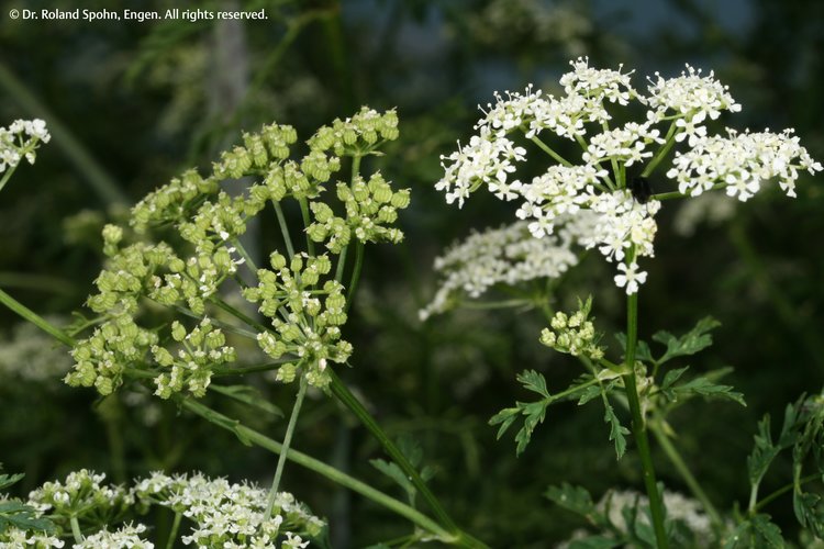 Conium maculatum (Con.)