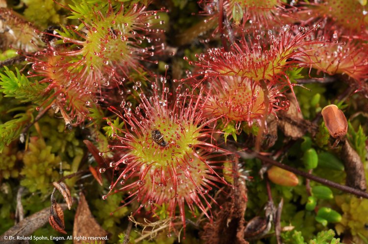 Drosera rotundifolia (Dros.)