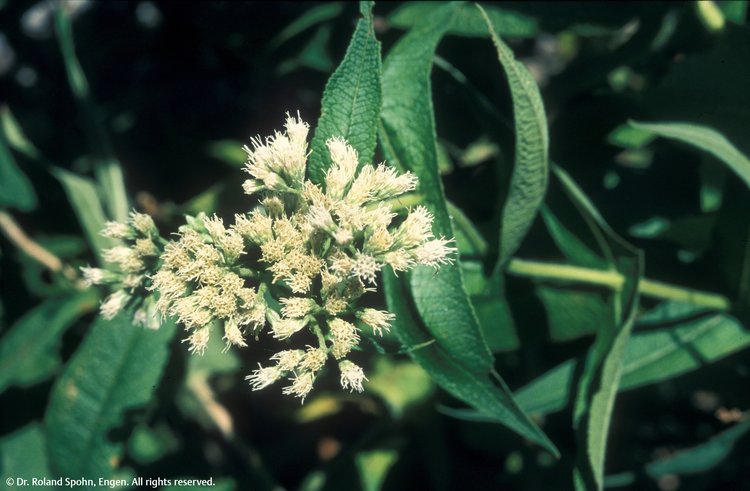 Eupatorium perfoliatum (Eup-per.)