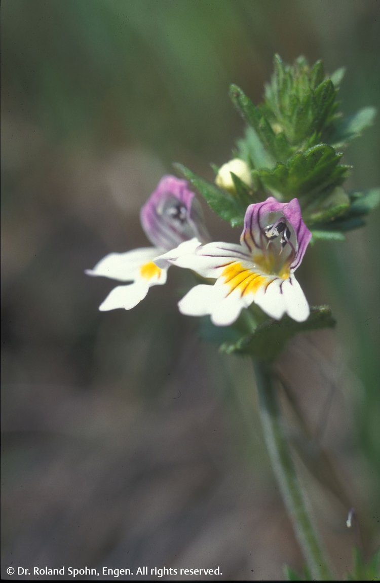 Euphrasia officinalis (Euphr.)