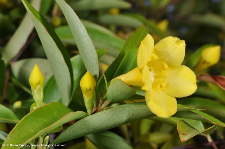 Gelsemium sempervirens (Gels.)