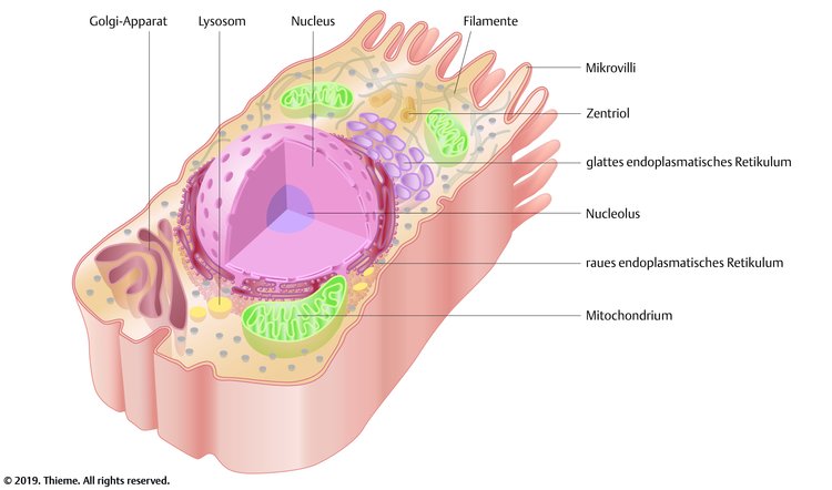 Aufbau der Zelle. Fehlt es an Mineralstoffen, kÃƒÂ¶nnen die Mitochondrien nur unzureichend oder kein ATP herstellen, also Energie fÃƒÂ¼r den KÃƒÂ¶rper.