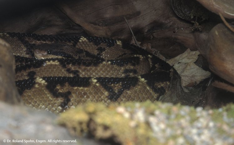 Lachesis muta (Lach.)