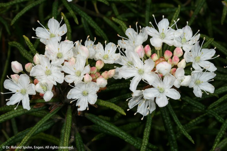 Ledum palustre (Led.)