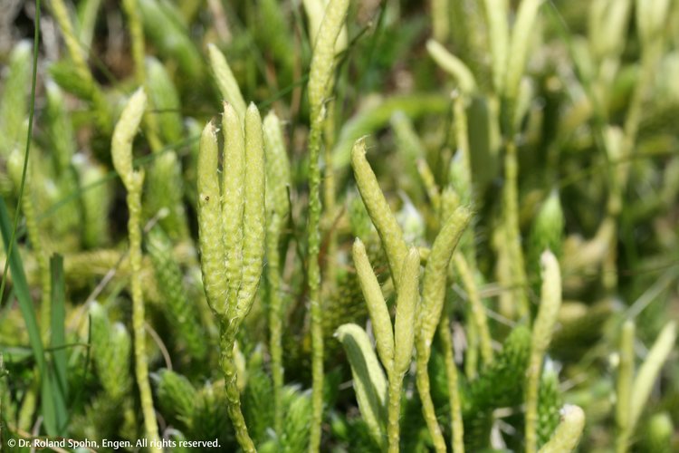 Lycopodium clavatum (Lyc.)