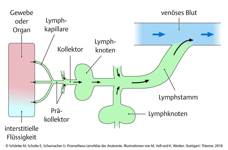Abb. 3.2 Lymphgefäße