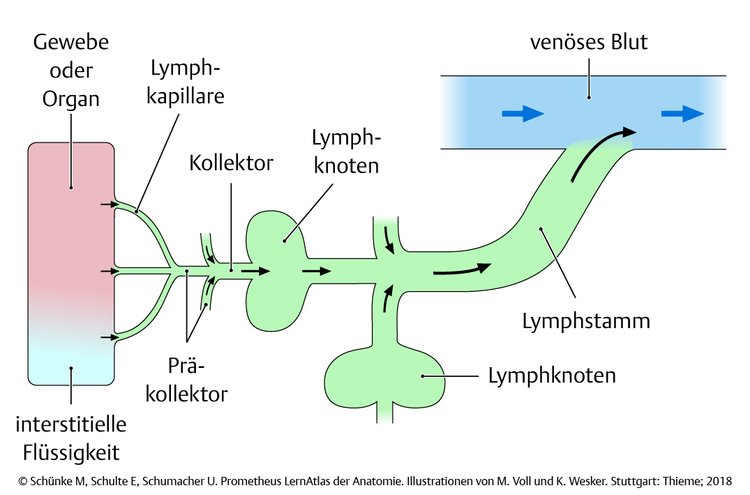 Abb. 3.2 LymphgefÃƒÂ¤ÃƒÂŸe