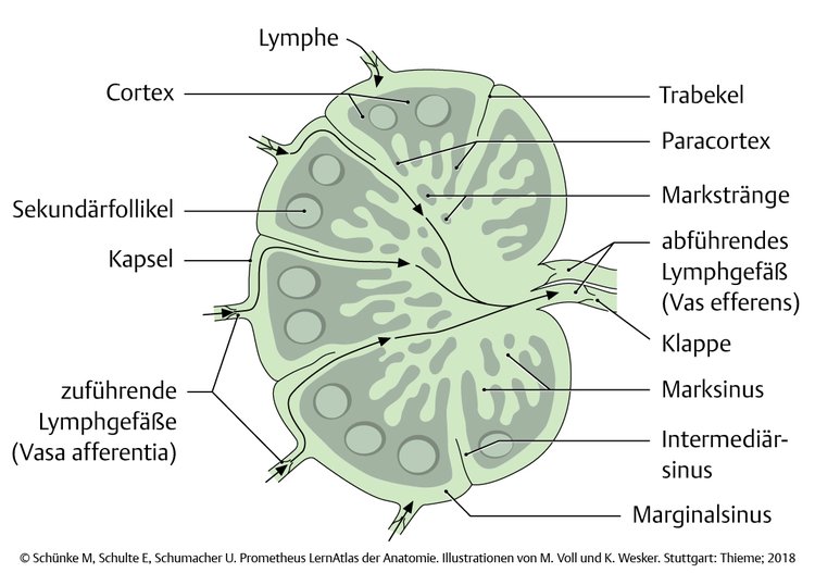 Abb. 3.3 Aufbau eines Lymphknoten