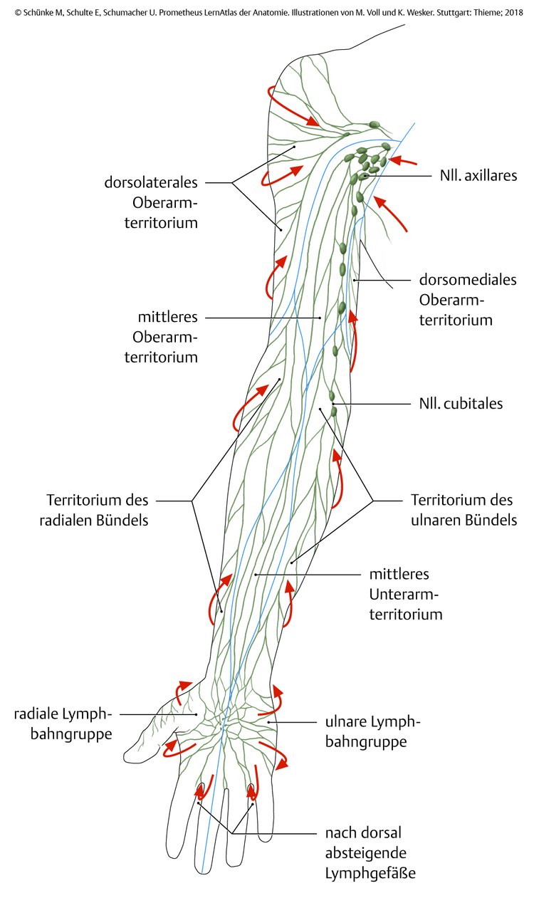 Abb. 3.4 Lymphgefäße der oberen Extremität.