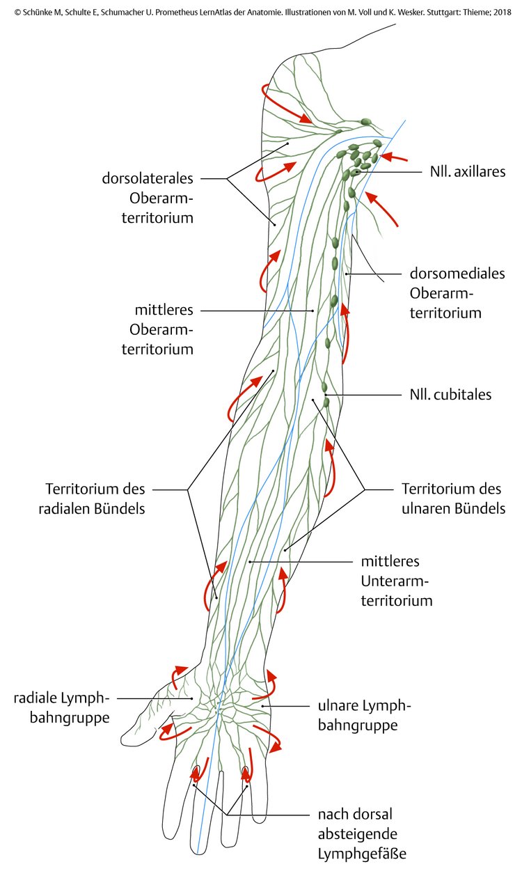 Abb. 3.4 LymphgefÃƒÂ¤ÃƒÂŸe der oberen ExtremitÃƒÂ¤t.