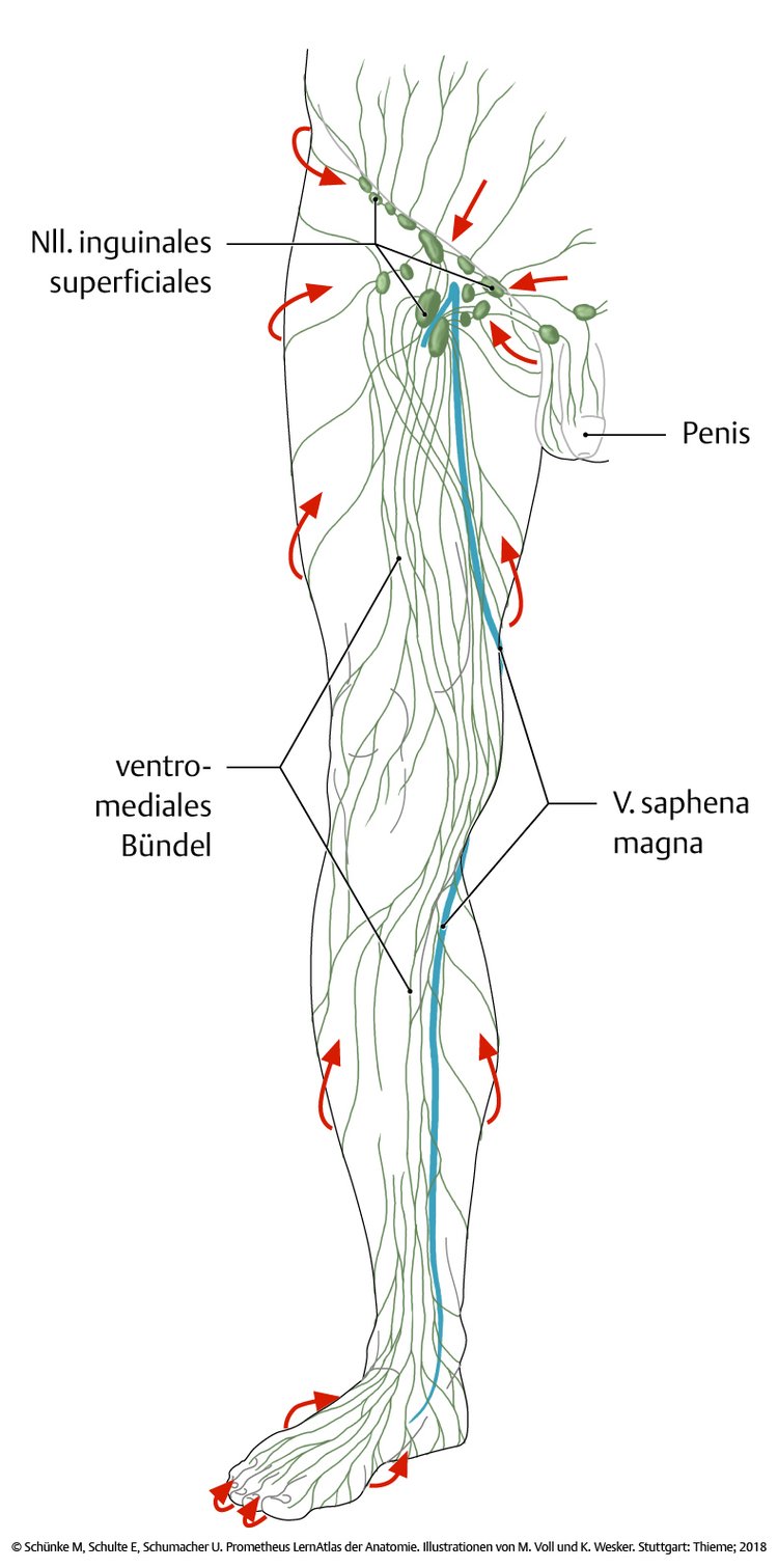 Abb. 3.5 LymphgefÃƒÂ¤ÃƒÂŸe der unteren ExtremitÃƒÂ¤t.