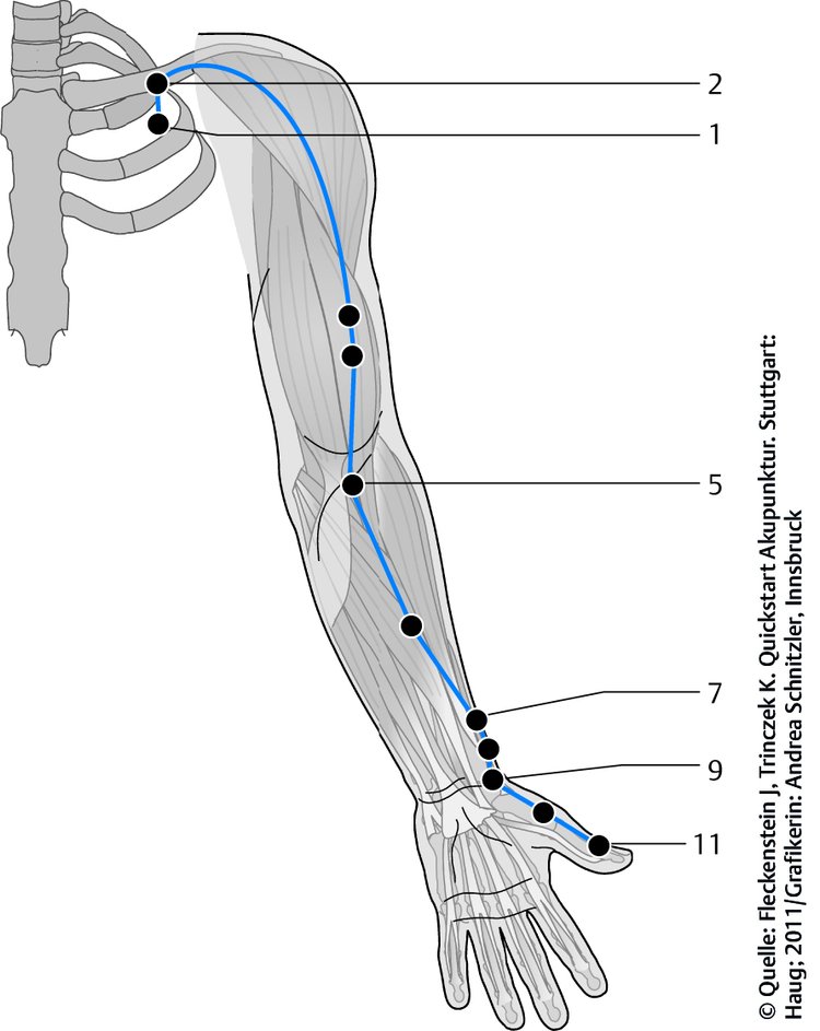 Abb. 8.1 Lungenleitbahn. Quelle: Hecker HU, Steveling A, Peuker ET. Praxis-Lehrbuch Akupunktur. Stuttgart: Hippokrates; 2009.