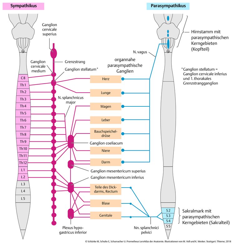 Abb. 11.1 SympathikusÂ und Parasympathikus.