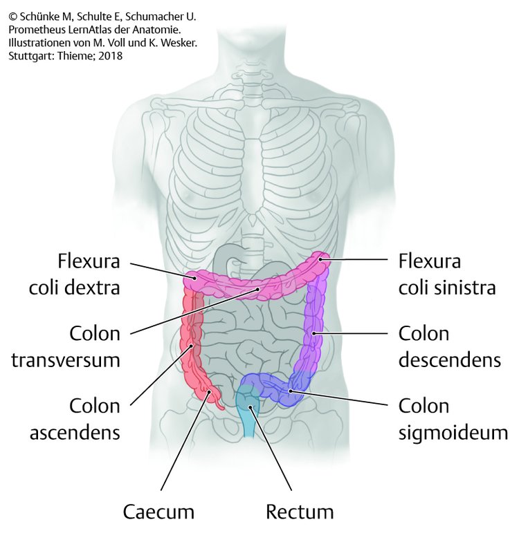 Abb. 11.7 Projektion des Dickdarms auf den Rumpf.