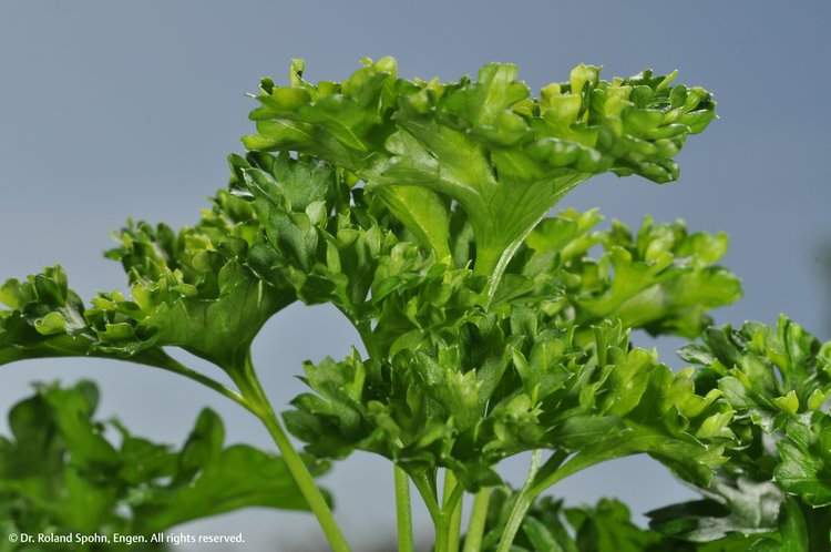 Petroselinum (Petros.)
