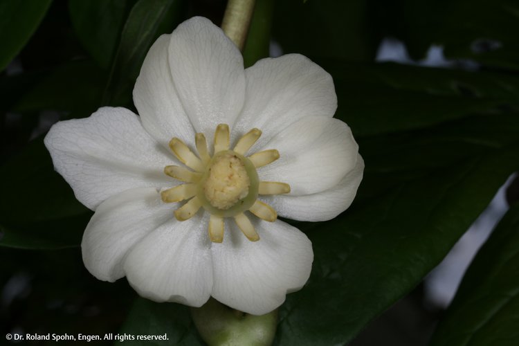 Podophyllum peltatum (Podo.)