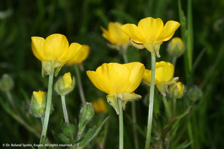 Ranunculus bulbosus (Ran-b.)