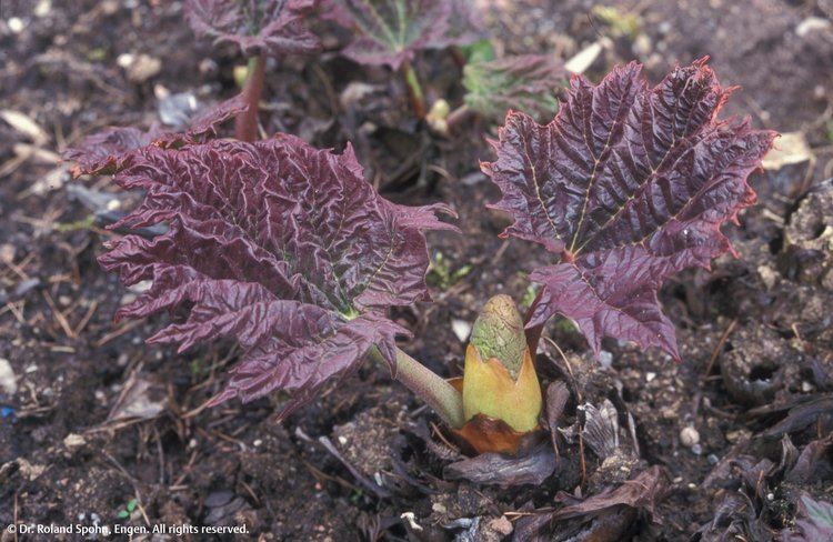 Rheum palmatum (Rheum.)