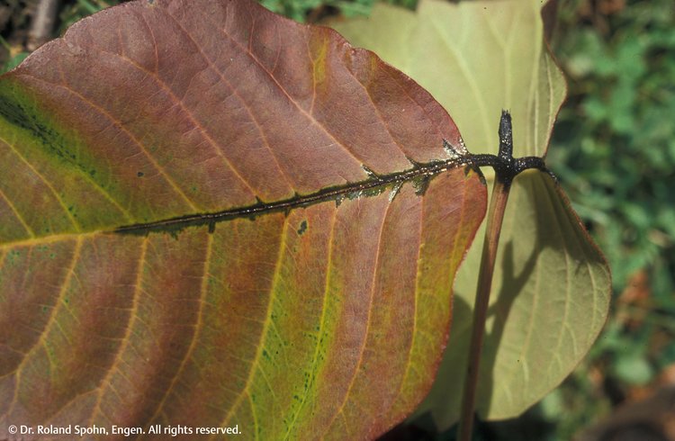 Rhus toxicodendron (Rhus-tox.)