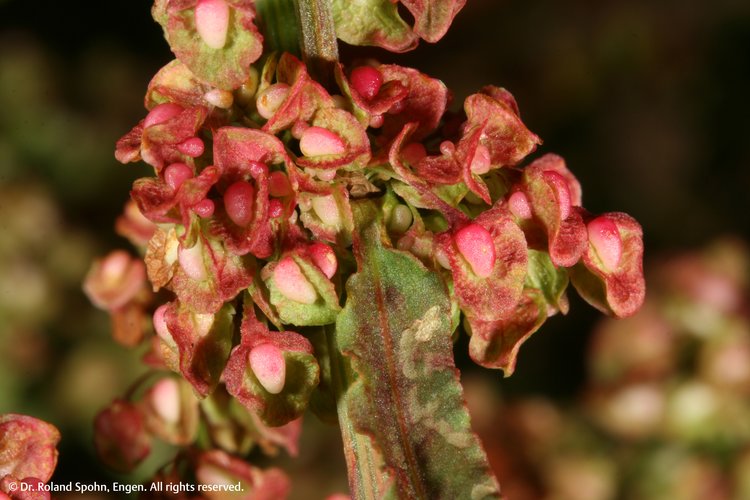 Rumex crispus (Rumx.)