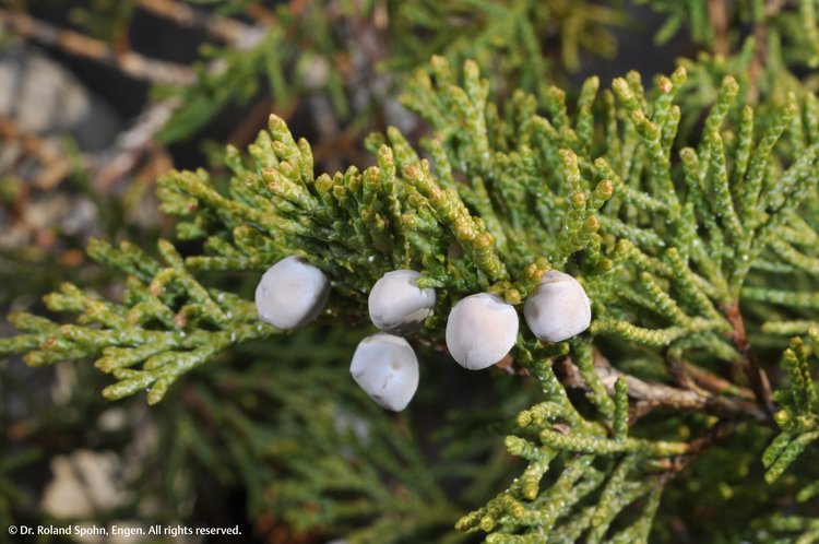 Sabina officinalis (Sabin.)