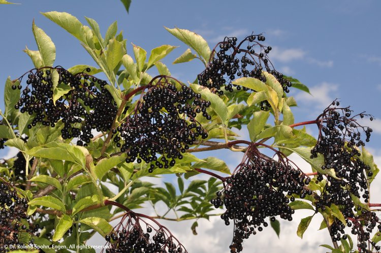 Sambucus nigra (Samb.)