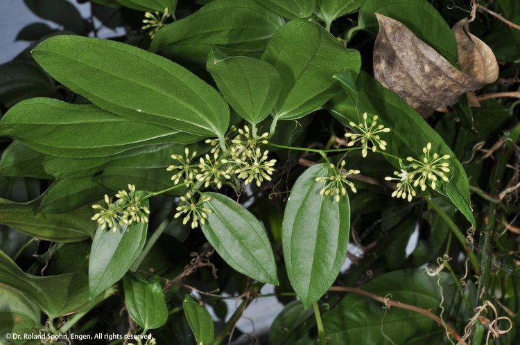 Sarsaparilla officinalis (Sars.)