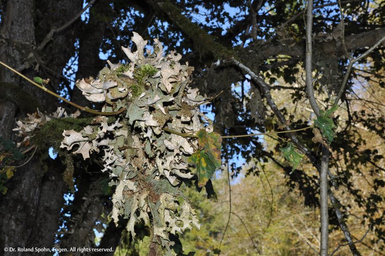 Sticta pulmonaria (Stict.)