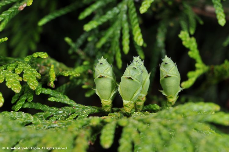 Thuja occidentalis (Thuj.)