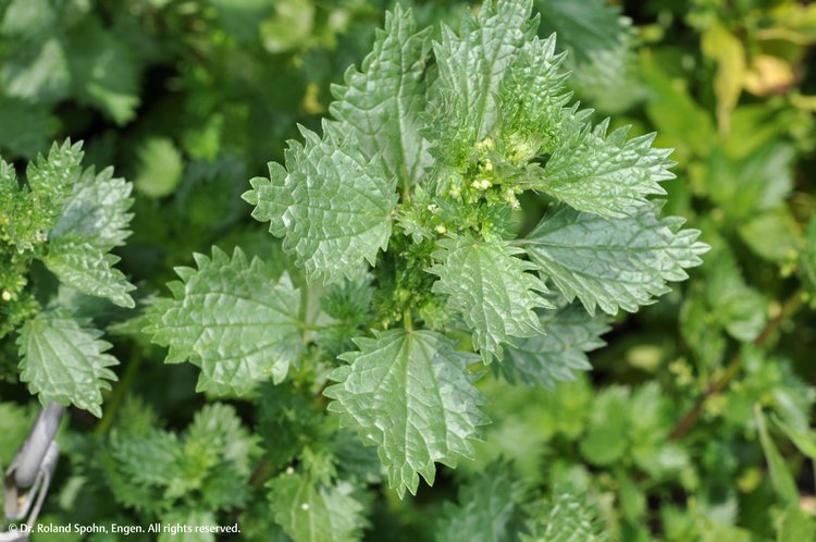 Urtica urens (Urt-u.)