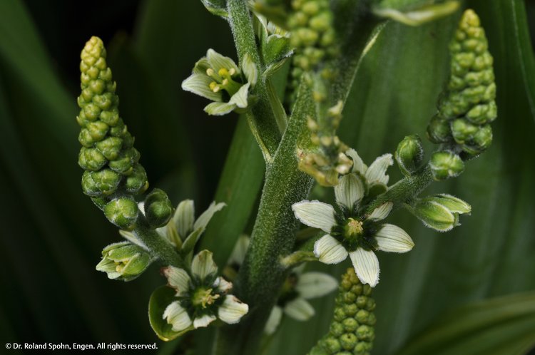 Veratrum album (Verat.)