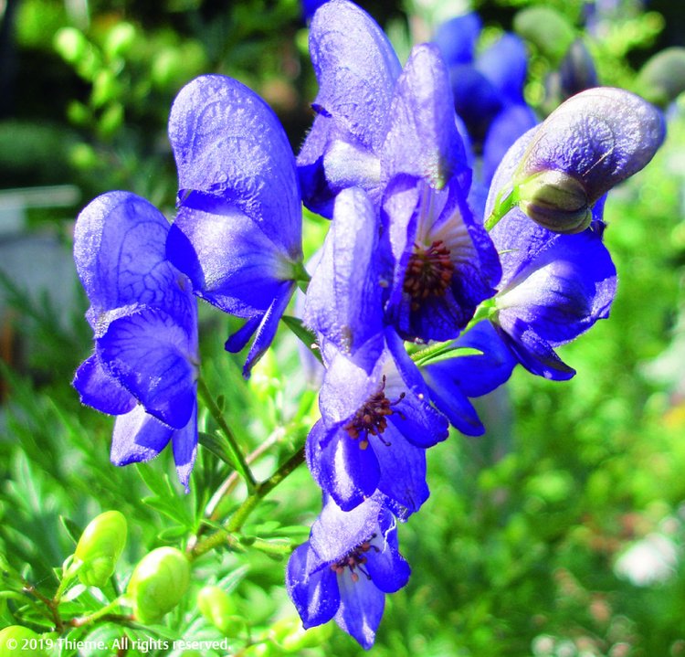 Aconitum napellus (Acon.)