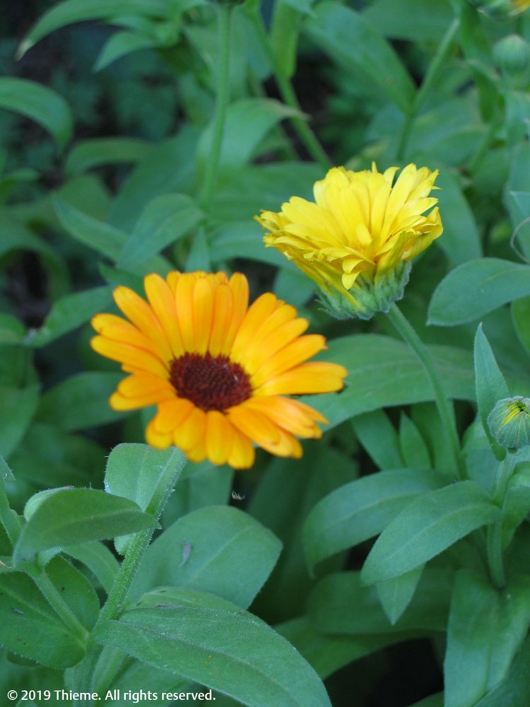 Calendula officinalis (Calen.)