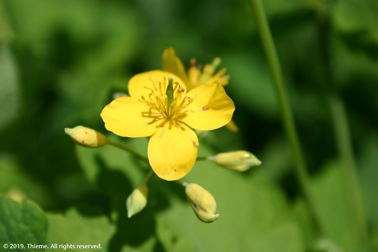 Chelidonium majus (Chel.)