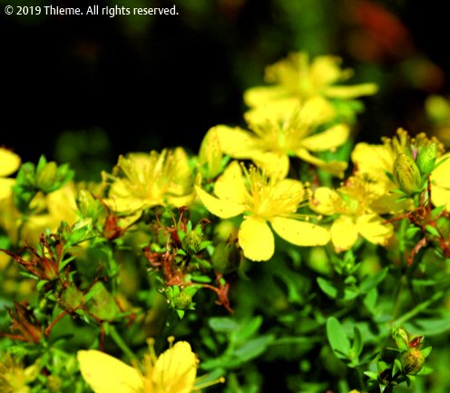 Hypericum perforatum (Hyper.)