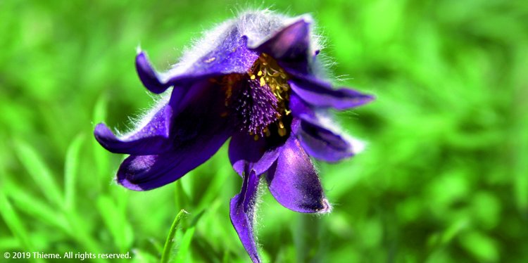 Pulsatilla pratensis (Puls.)