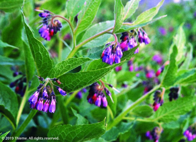 Symphytum officinale (Symph.)