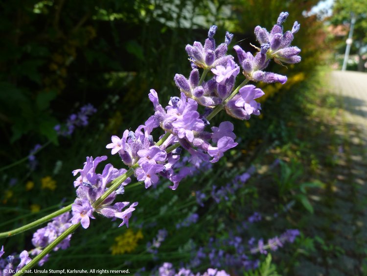 Abbildung 1. Lavendel, Pflanze mit StÃƒÂ¤ngel und BlÃƒÂ¼ten.