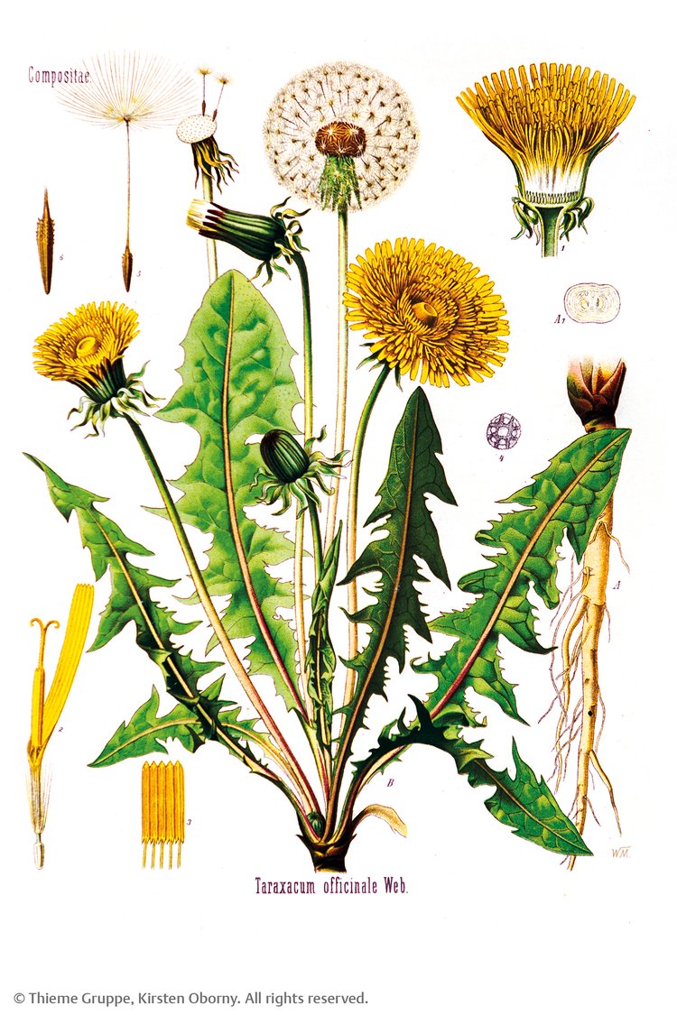 Abbildung 1. Abbildung des L�wenzahns aus ?K�hler?s Medizinalpflanzen? , einer Sammlung von Arzneipflanzenmonografien aus dem sp�ten 19. Jahrhundert.