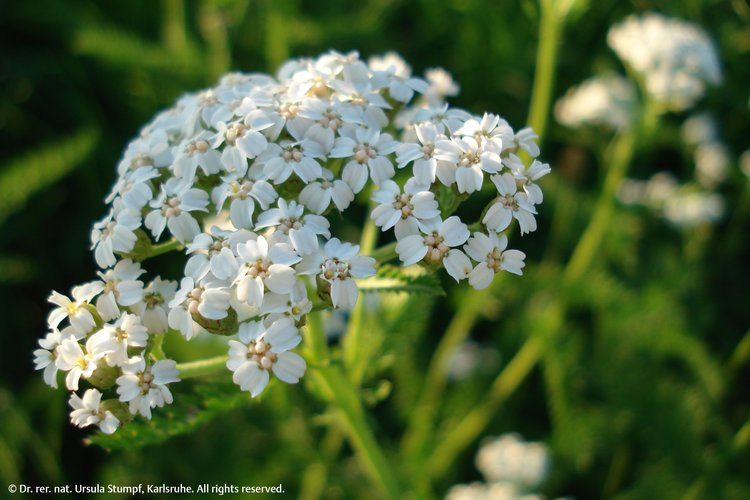 Abbildung 1. BlÃƒÂ¼te der Schafgarbe.