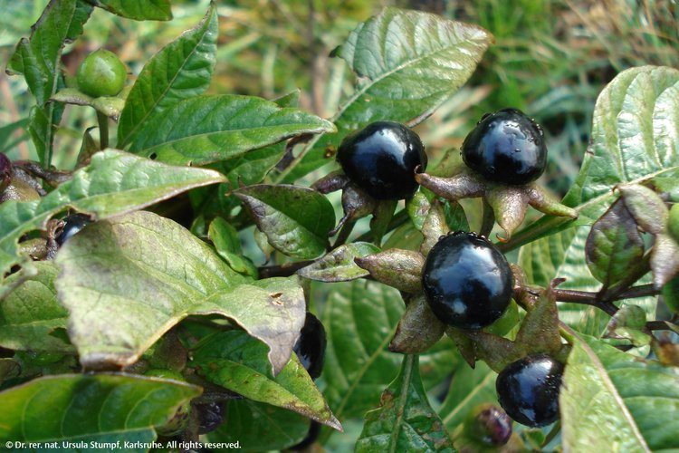 Abbildung 2. Beeren der Tollkirsche.